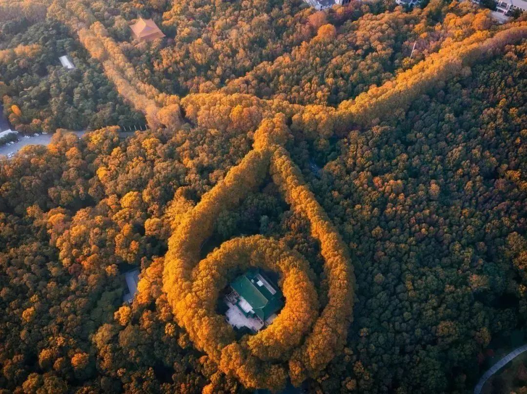 南京的法国梧桐秋天图片,南京法国梧桐秋天