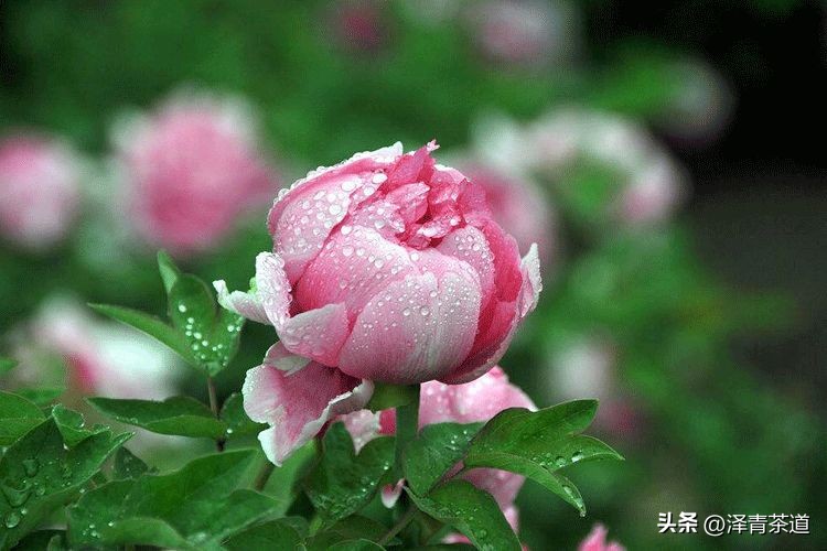 谷雨时节喝谷雨茶的寓意,过了谷雨的茶有什么区别