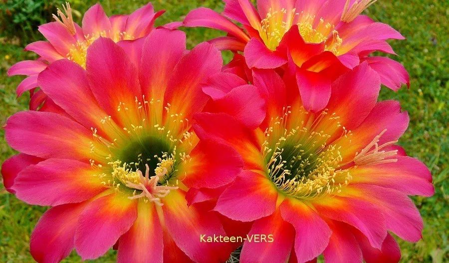 200种·仙人球开花图鉴，大开眼界，美到爆