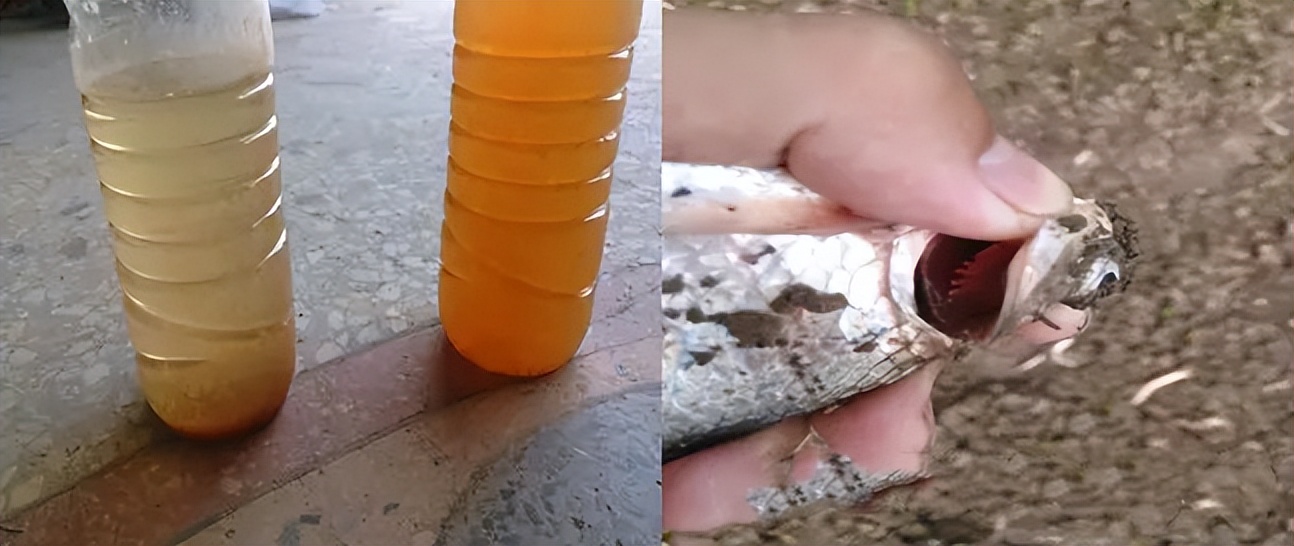 水产硫化氢中毒的表现及处理,鱼虾发酵臭味怎么消除