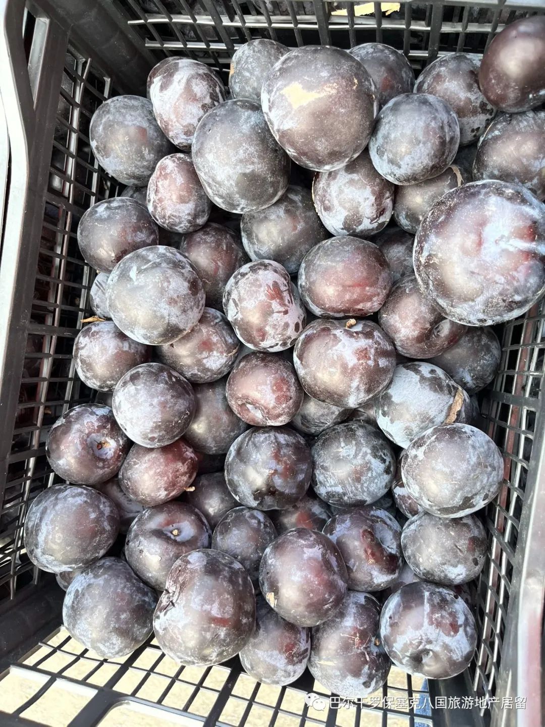 罗马尼亚蔬菜,罗马尼亚大型水果批发市场