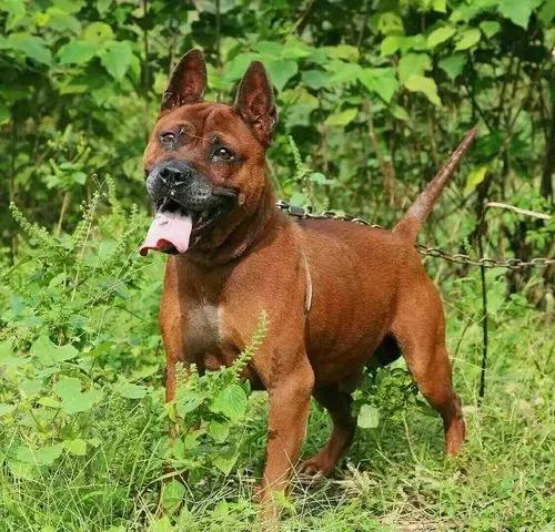 狗有哪些犬种,中国的6种本土犬种每一种都超帅