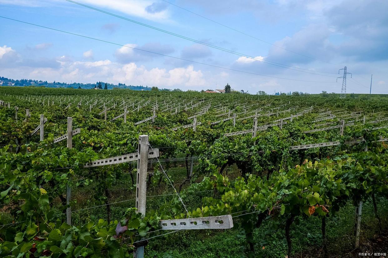 智利车厘子为什么能远距离运输,从智利车厘子海运物流费用