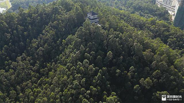 深圳首条云中巴士,深圳双层巴士旅游观光线