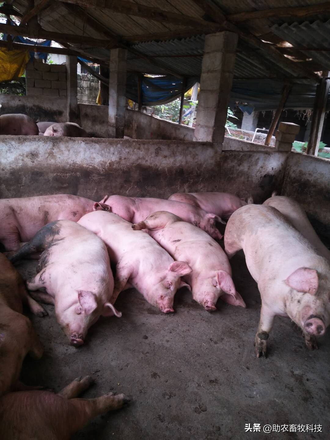 乳酸菌在猪饲料中作用,乳酸菌对肠道有什么功效