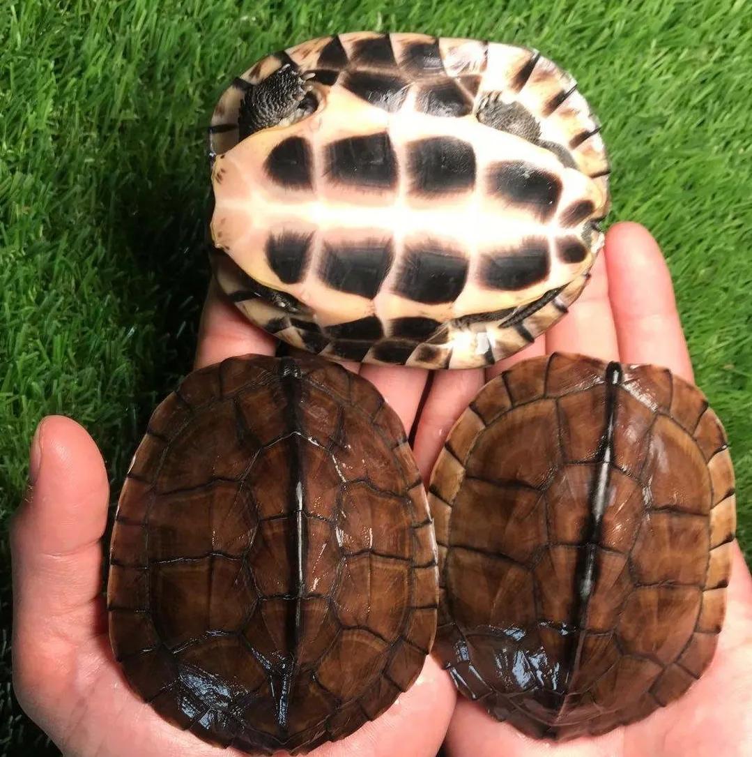 石金钱龟的风光史,涤荡起伏解释