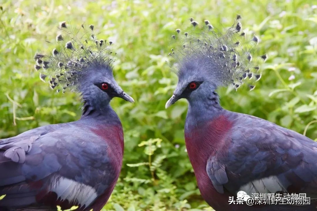 苗鸟怎么读,苗疆蛊事