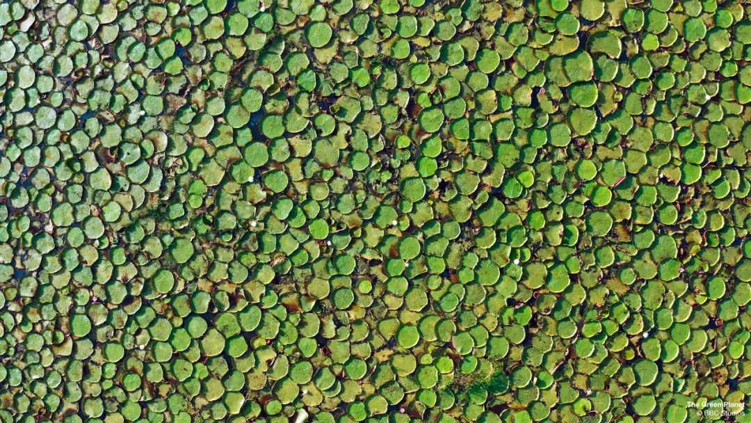 96岁还在奔波工作，这老爷子做出了今年9.8分神片