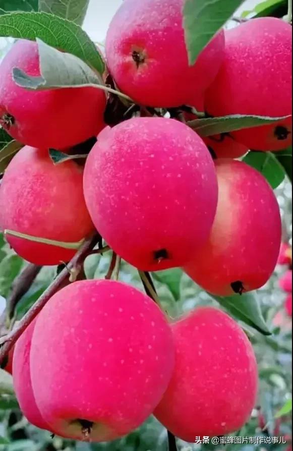 丰富美味的水果壁纸,甘甜适口的美味水果壁纸图片