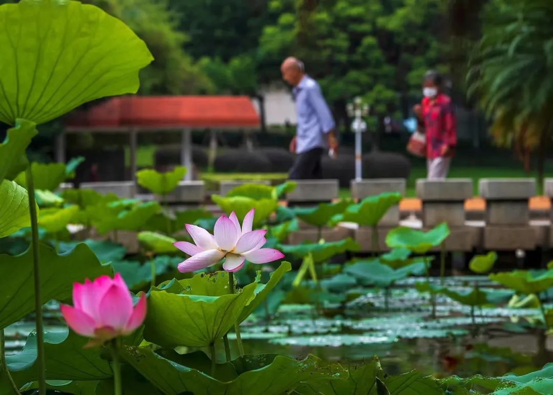 荷花美景欣赏朵朵莲花竞相绽放,航拍荷花开放盛景视频