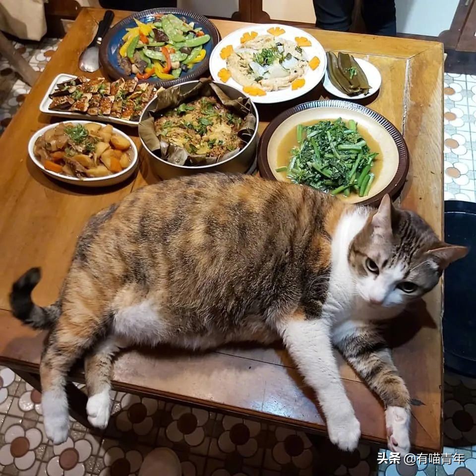 公鸡：他们在做啥午餐？猫：你老婆炖土豆