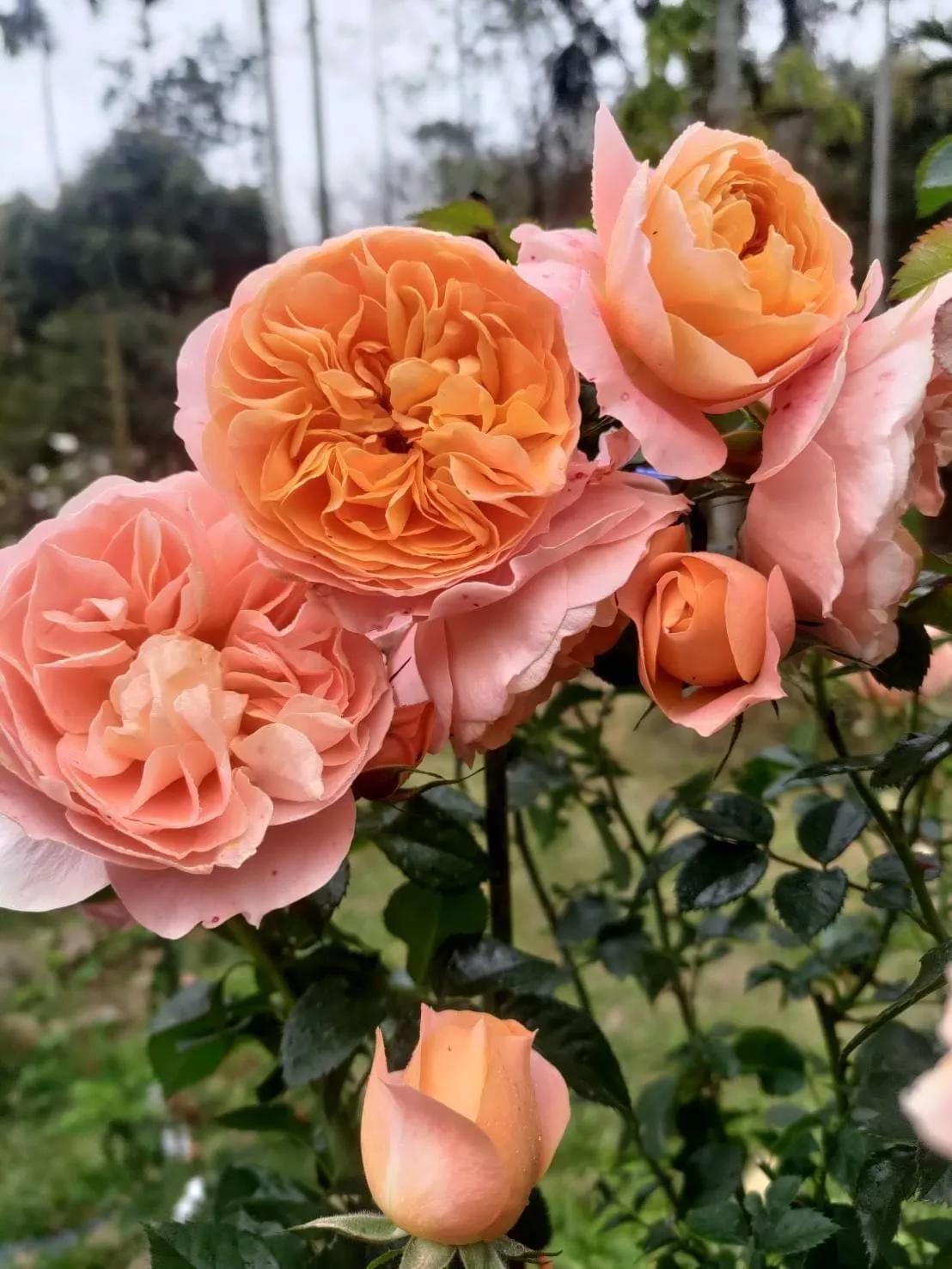 月季品种醉花,月季品种大全及图片欣赏