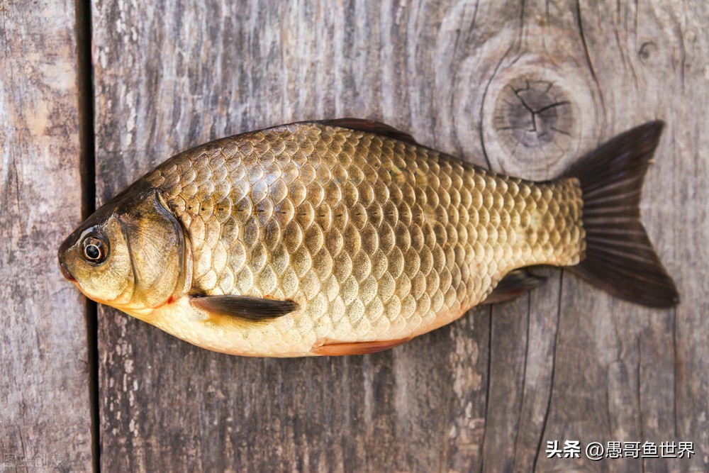 丹江口禁渔2018筏钓,丹江口筏钓被禁钓了吗