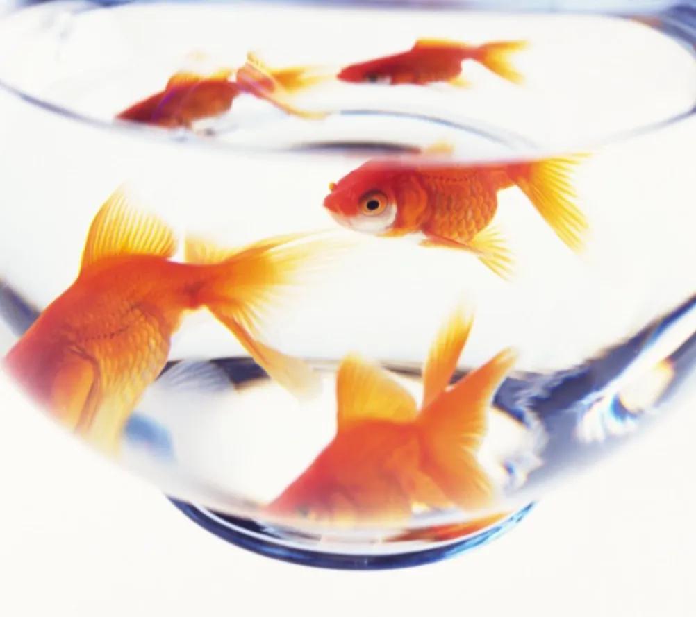 我的动物朋友金鱼的开头,我的动物朋友金鱼400字