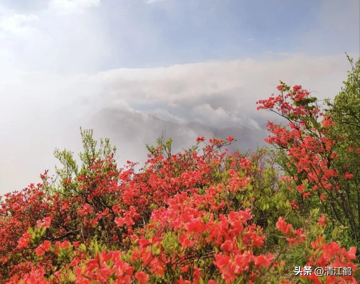 映山红扦插繁殖方法,映山红的扦插繁殖方法