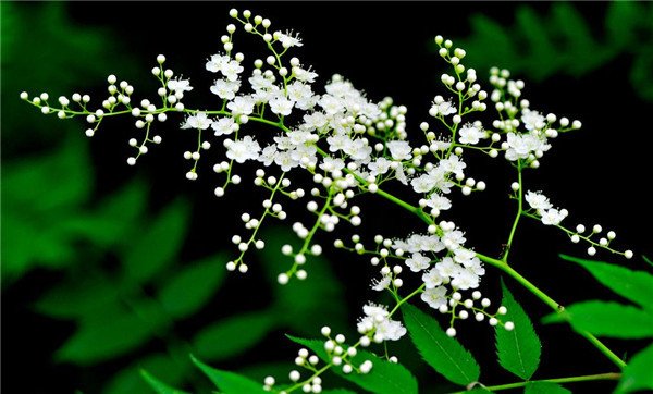 适合北方的花卉珍珠梅,珍珠梅的开花图片大全