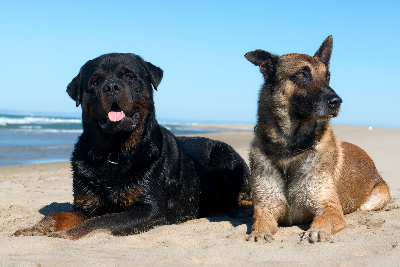 罗威纳不吃饭是什么原因？