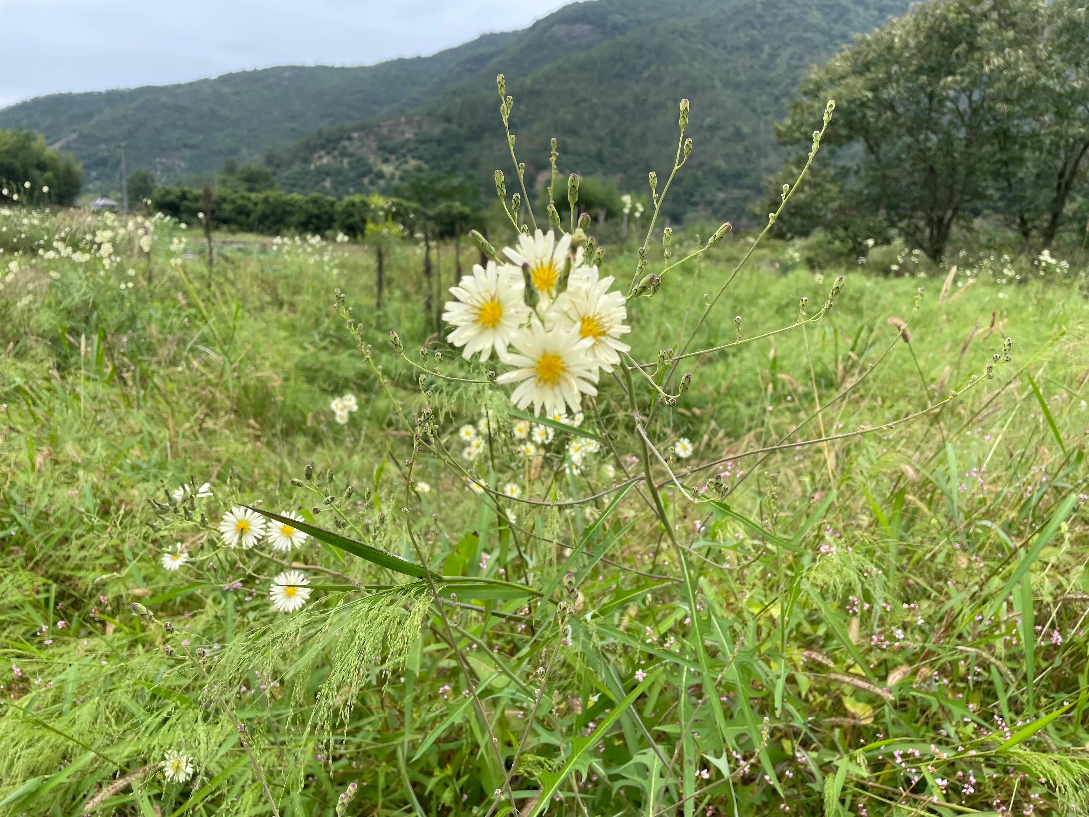 青铜时代王小波解说,青铜时代王小波有声书