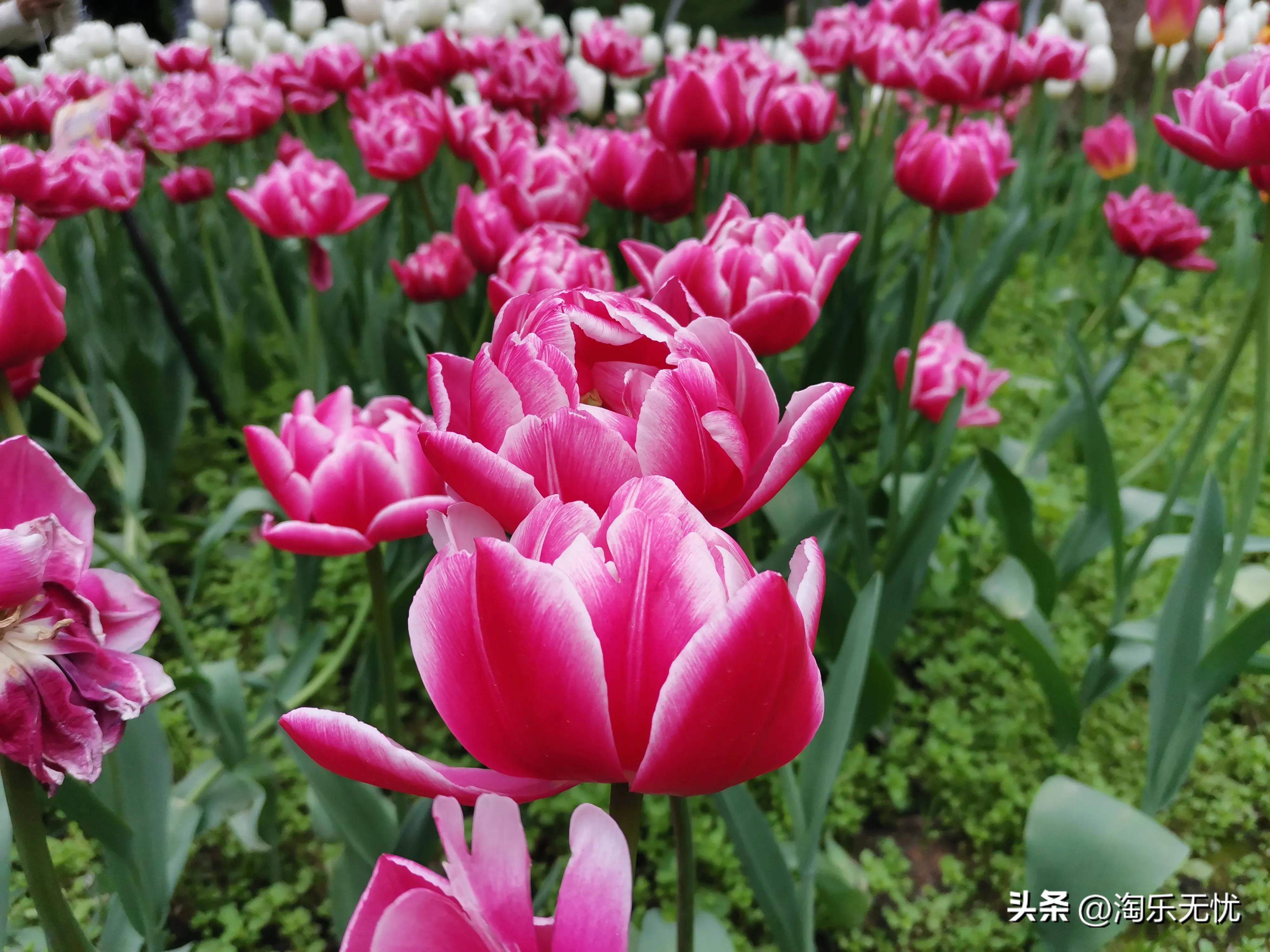 来杭州不要错过紧邻雷峰塔和苏堤的太子湾公园花展！#赏花地图