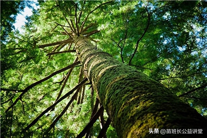 园林用高锰酸钾,高锰酸钾在园林的用途和用法