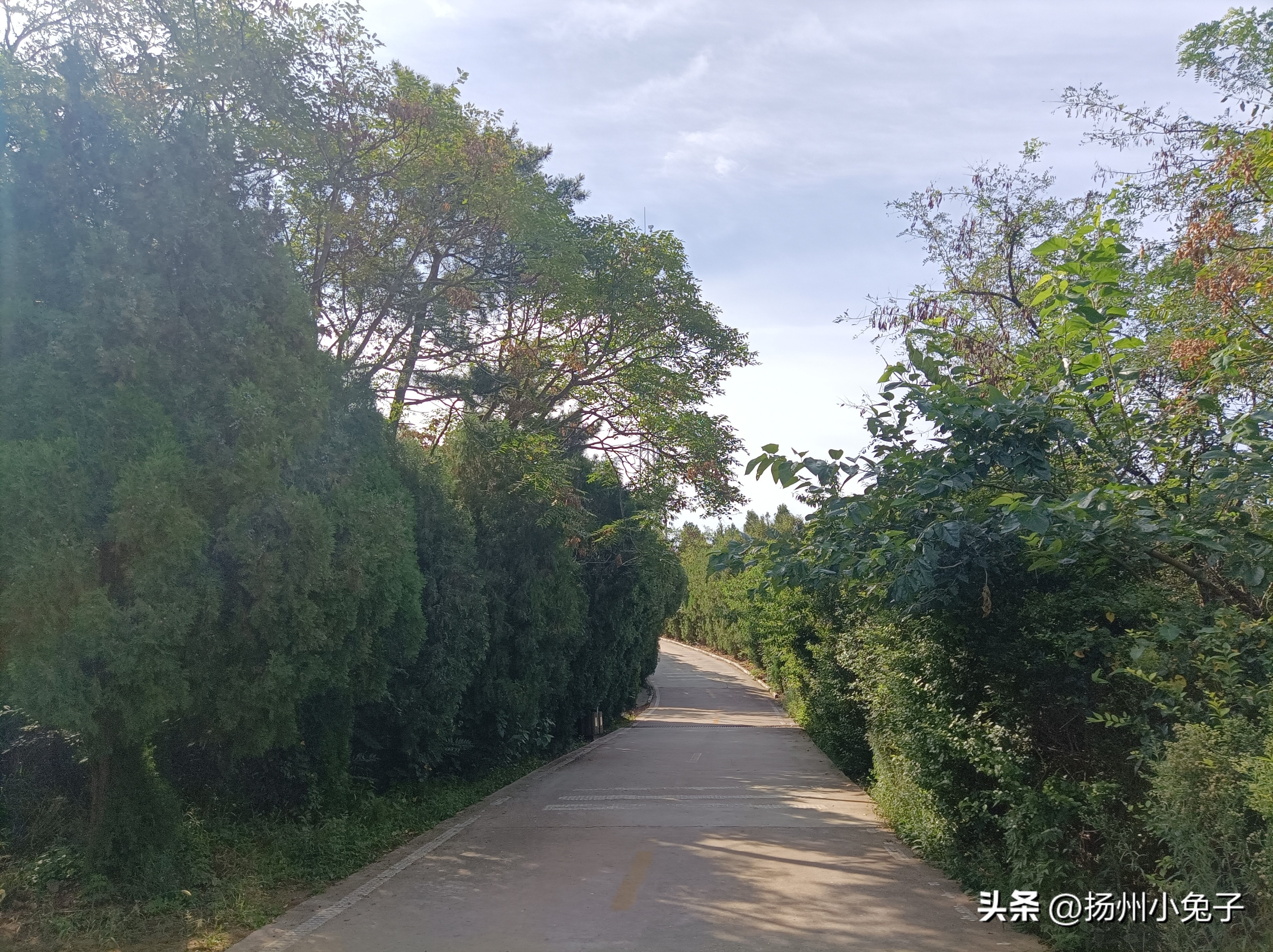 长岛森林公园,长岛林海烽山森林公园