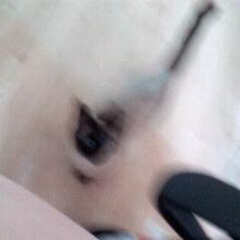 为什么建议新手养暹罗,新手养暹罗猫的十大忠告