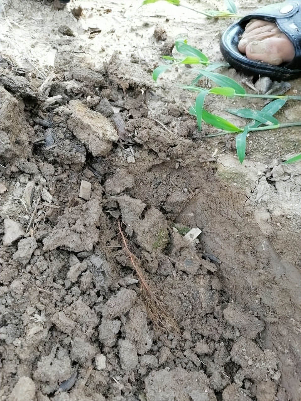 一文帮您解决——秋月梨死棵和木栓病！