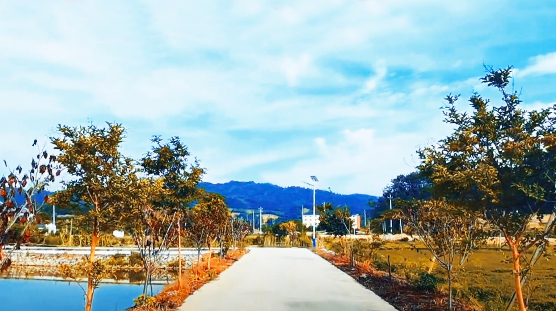 以产白茶为名，随拍武汉新洲这座美丽乡村，如山明水秀的世外桃源