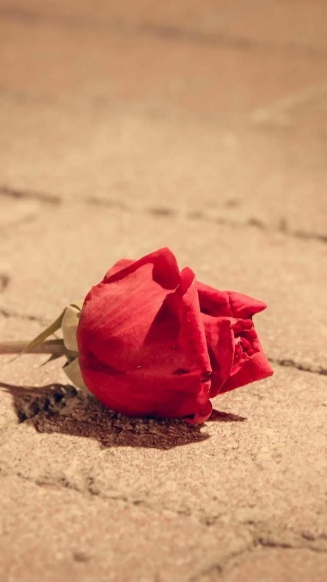 520浪漫玫瑰花壁纸,红玫瑰花壁纸大图