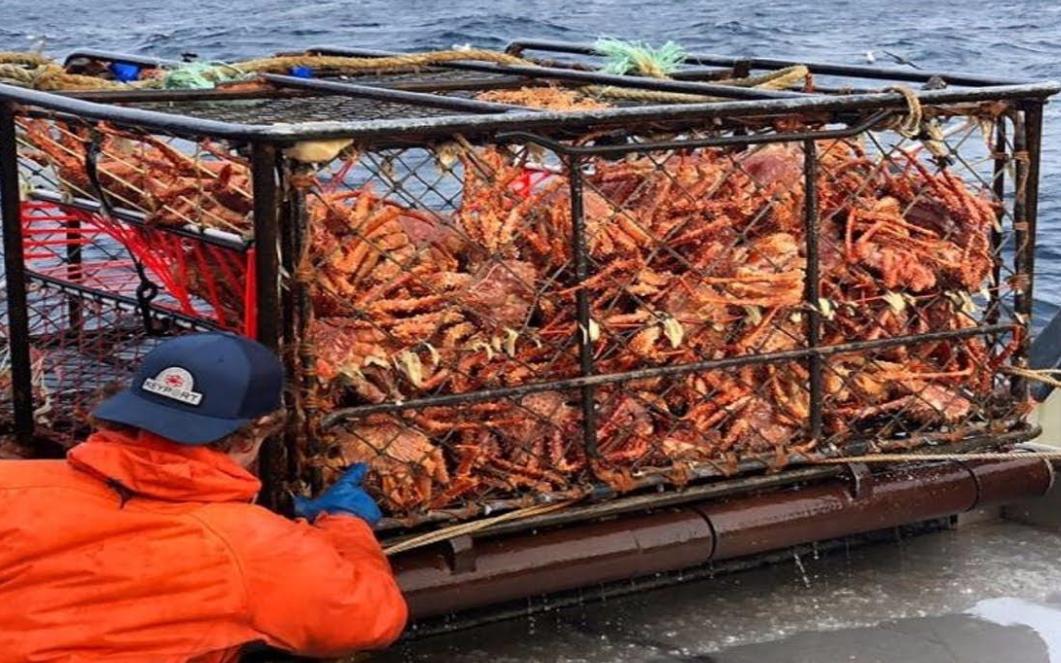 帝王蟹在挪威泛滥成灾,帝王蟹为什么在挪威泛滥