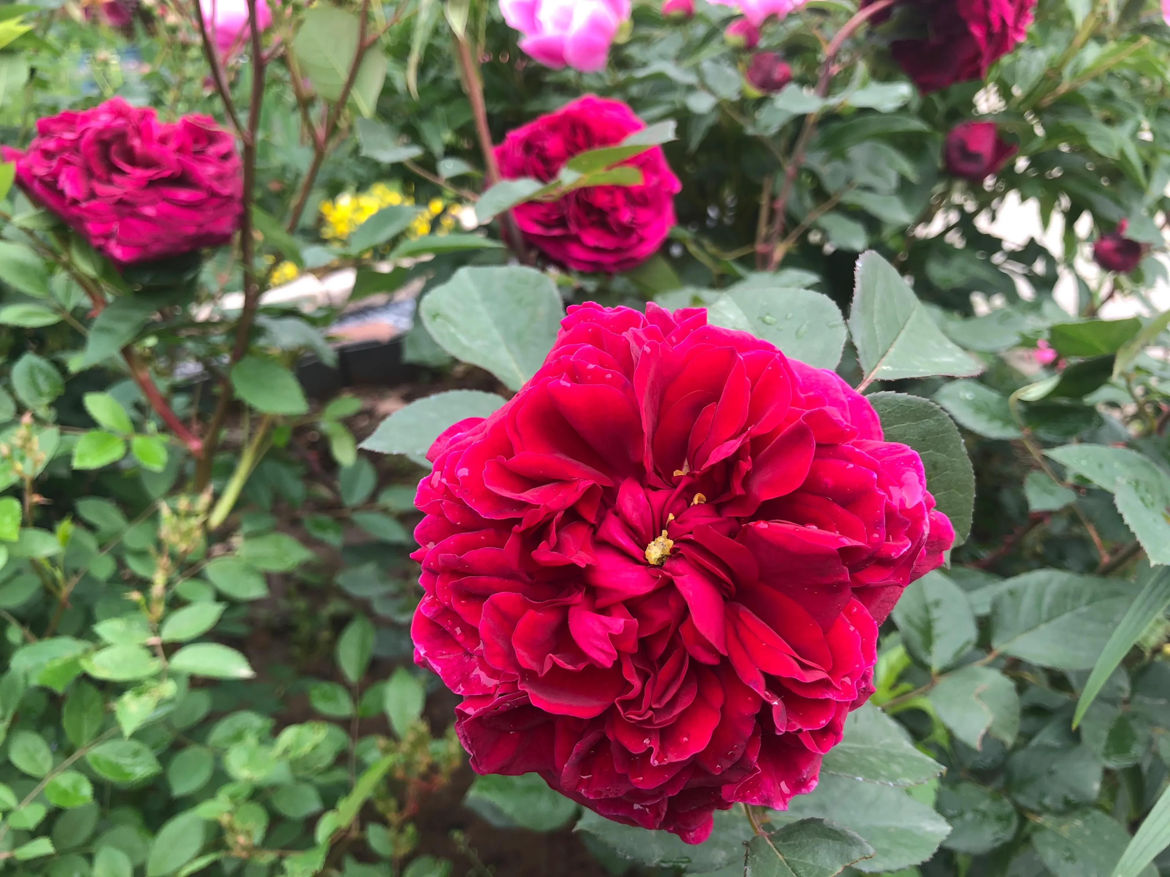 因好奇紫黑色秋花入手的月季皇宫，没想到春花和夏花这么雍容华贵