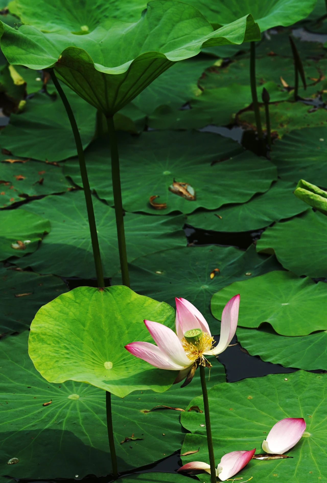 郑州赏荷,郑州赏荷最佳路线图