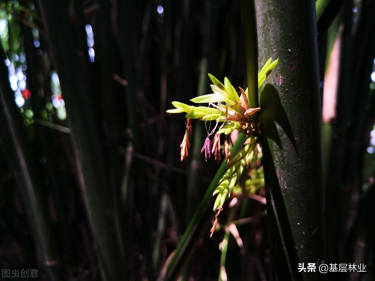 竹子开花赶紧搬家是怎么回事,竹子开花会闹大旱灾吗