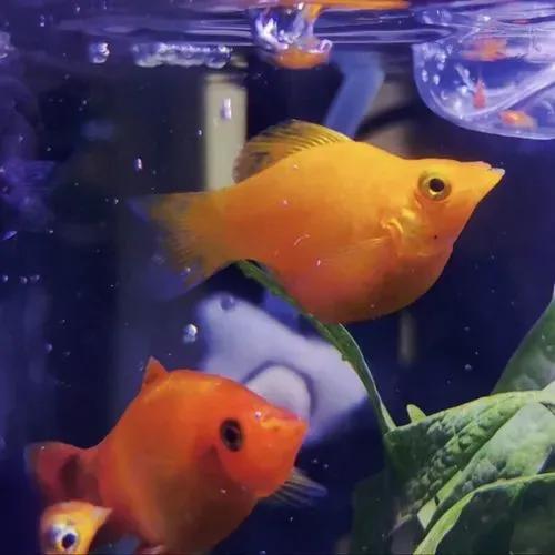 各种漂亮鱼的名称及图片,漂亮可爱的海水观赏鱼