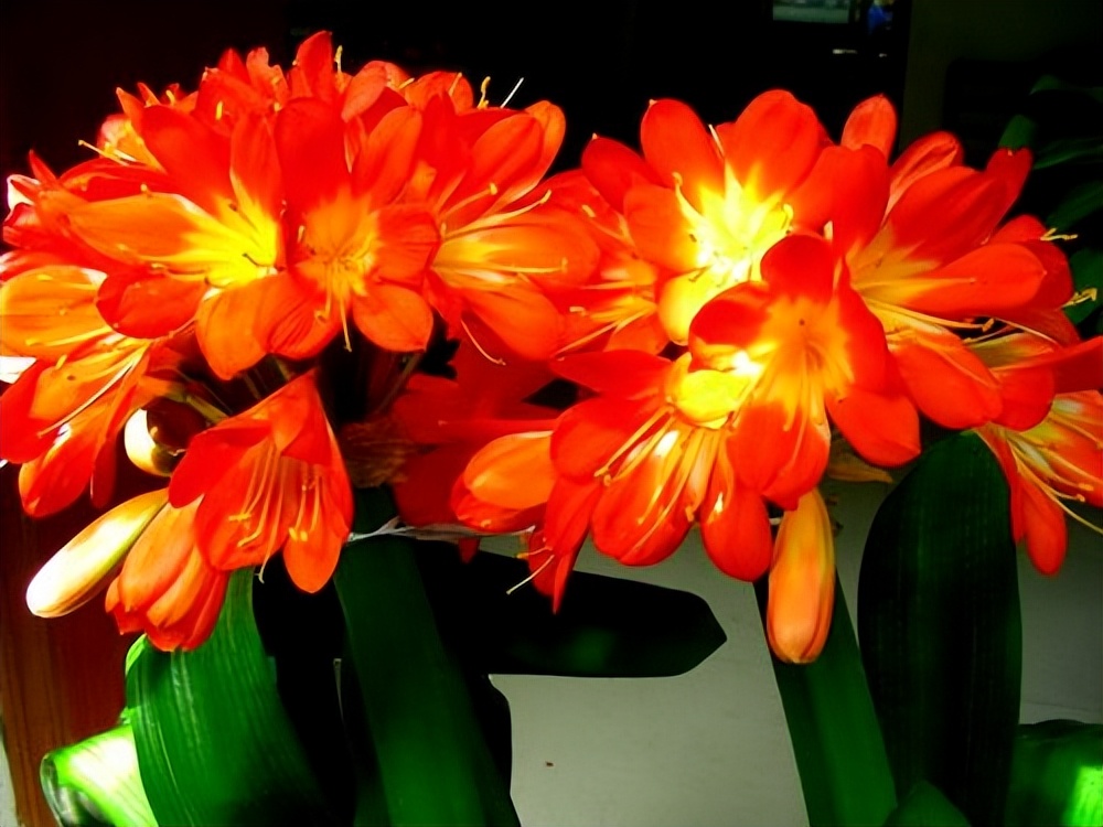 养君子兰平时注意几点叶片更整齐,养君子兰怎么养才能越养越好呢