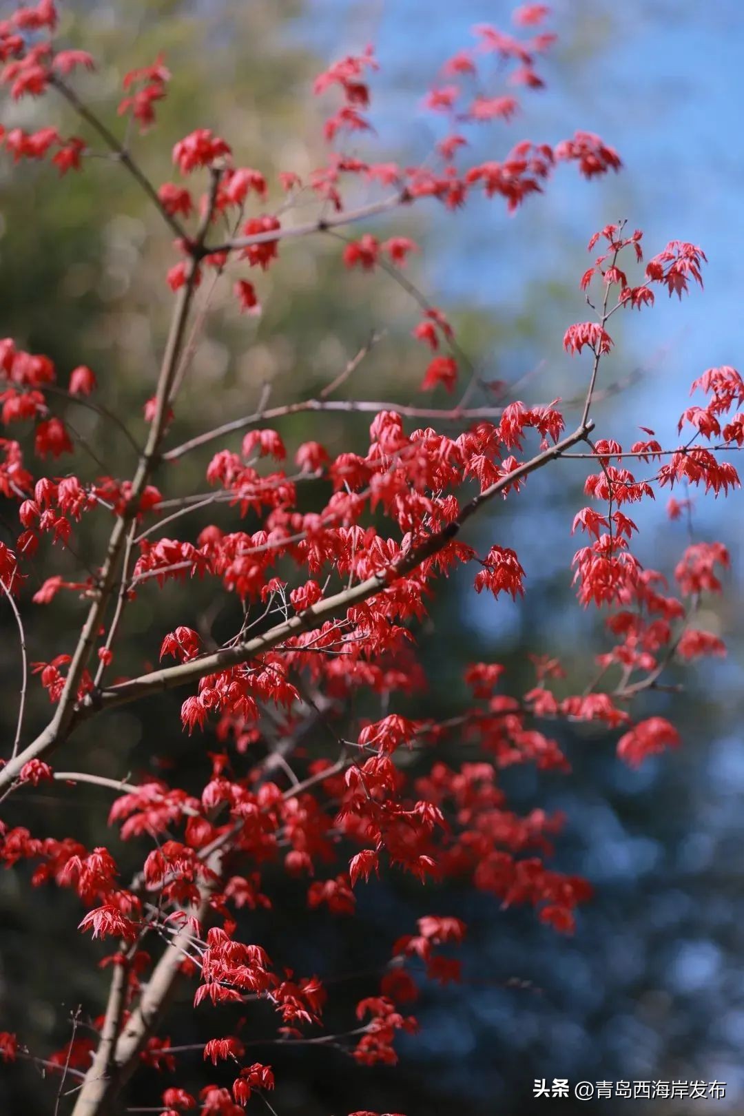 现实版小森林，这些藏在西海岸周边的乡野太治愈