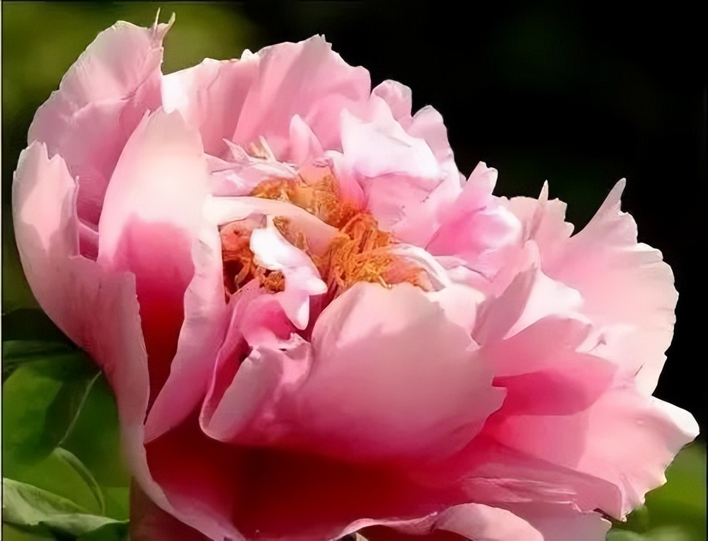 国色天香牡丹花魏紫,国色天香魏紫