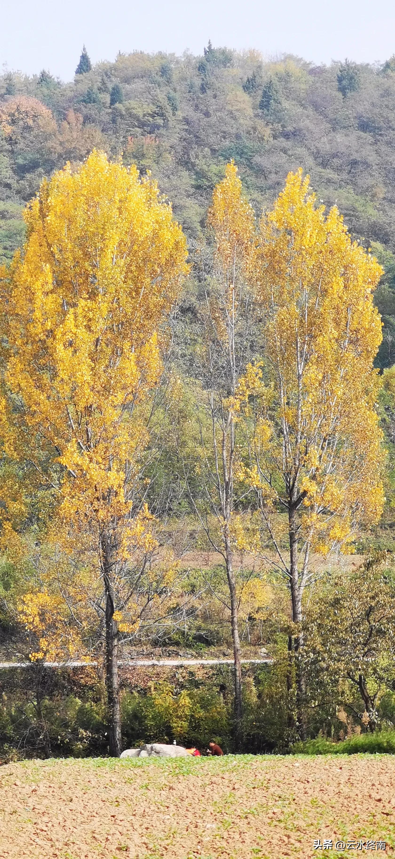 享个清福！到少有人知的峙峪看看漫山红叶，喝喝住山人清茶