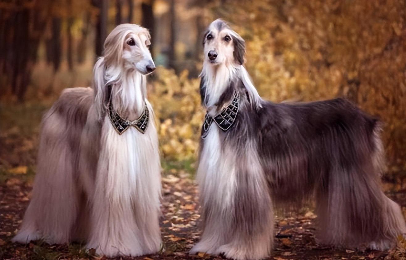 狗界十二大颜值,狗界公认美人