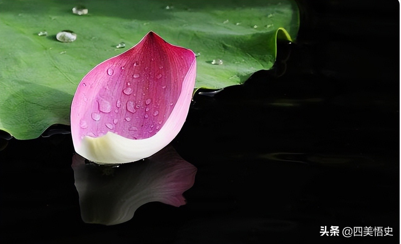 荷花出淤泥不染濯清涟而不妖,荷花出淤泥而不染濯清涟而不妖