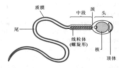 陈阅增普通生物学第五版与第四版,陈阅增普通生物学第4版课后答案