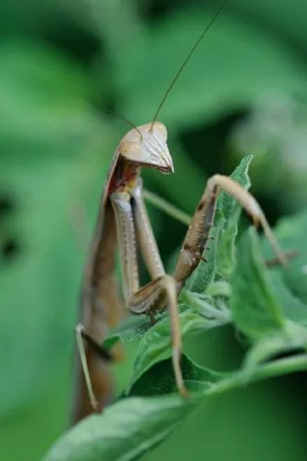 螳螂吃掉自己丈夫的头,螳螂为什么吃掉配偶螳螂吃蛇