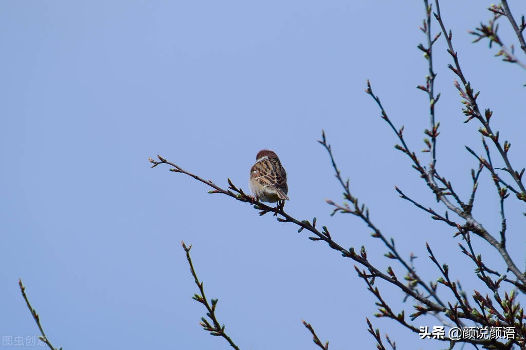 一次掏麻雀的恐怖经历