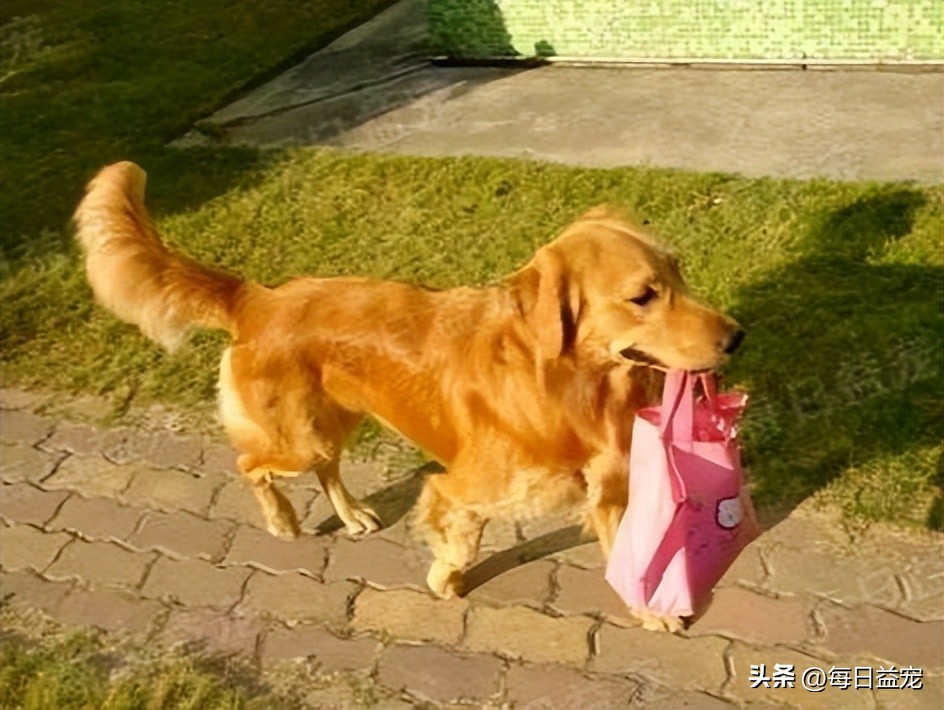 懂事金毛,金毛懂事