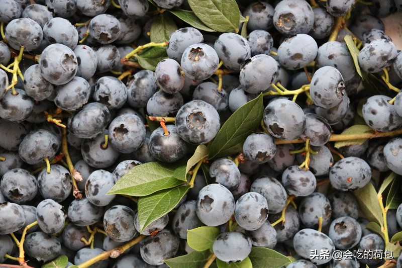 女性皮肤不好没事多吃的食物,皮肤干燥不水嫩多吃这些护肤菜