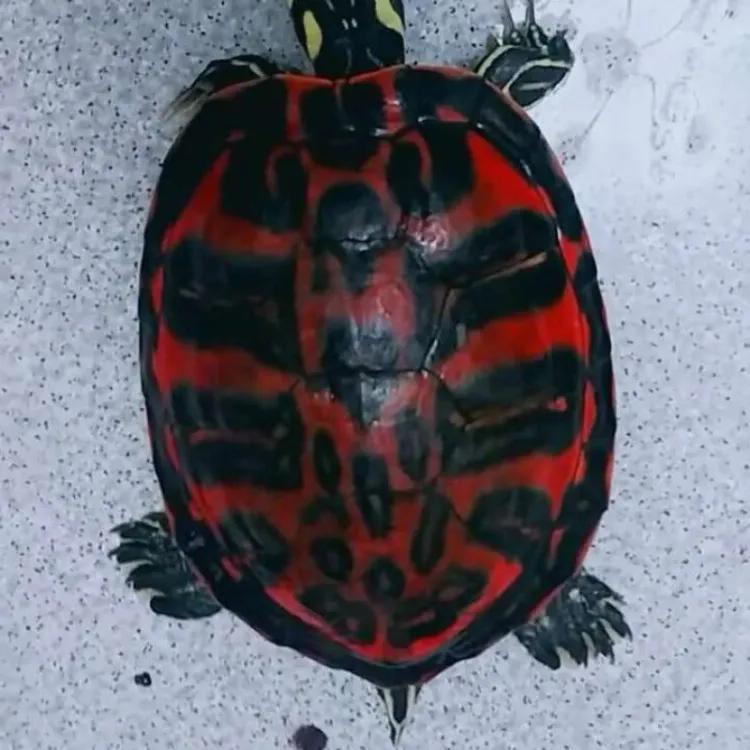 巴西龟归属于哪里的,巴西龟出现的年代