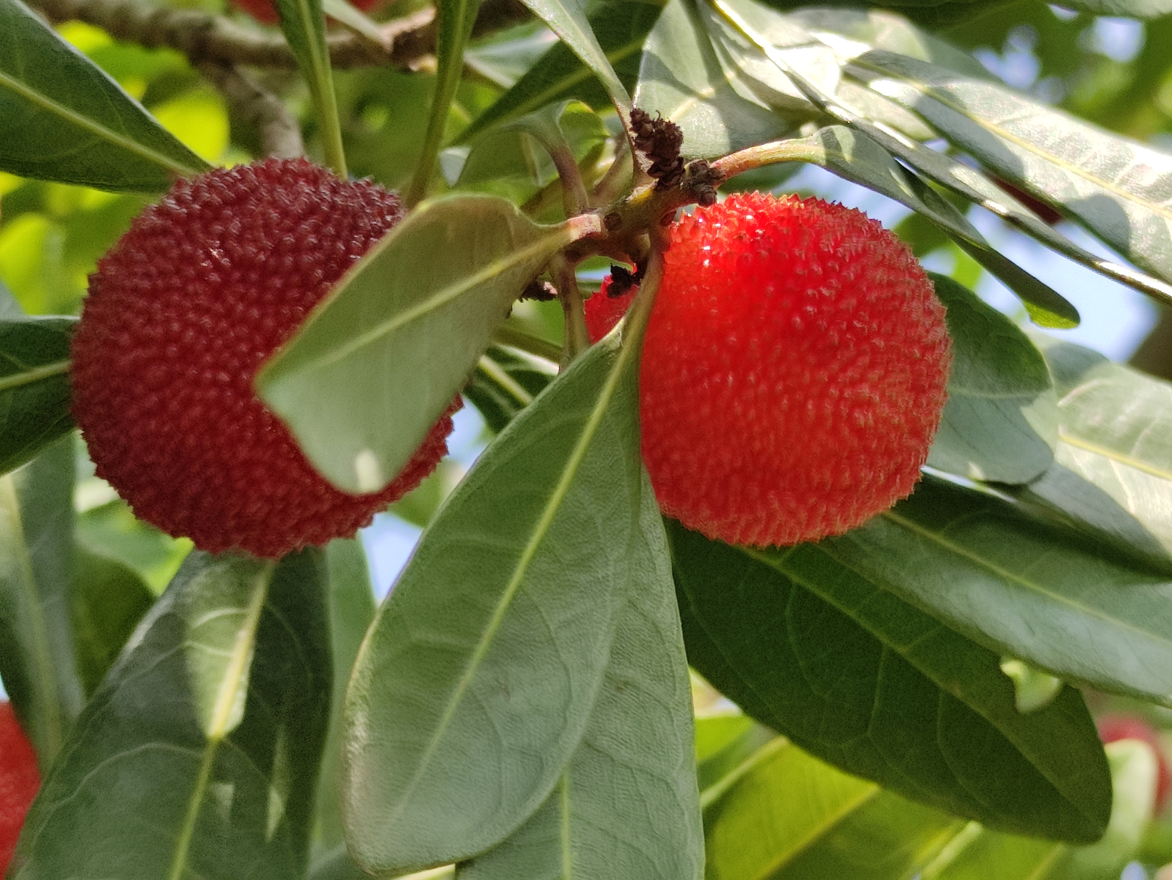苏州东山杨梅几月份成熟,苏州东山杨梅还是西山杨梅好吃