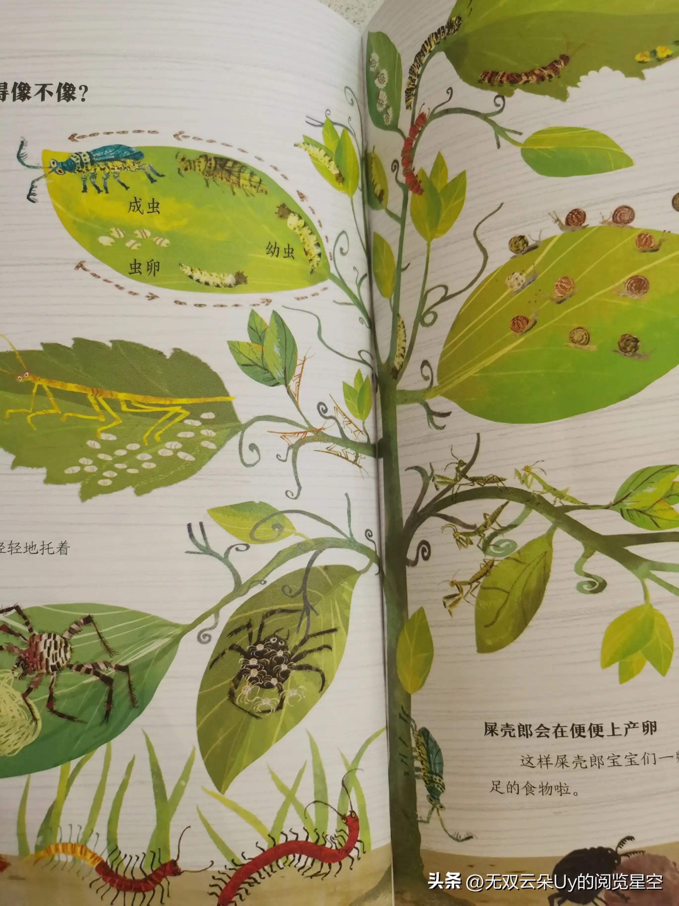 【绘本阅读⑦】虫虫！！！别怕，都躲进书里啦！找到它！