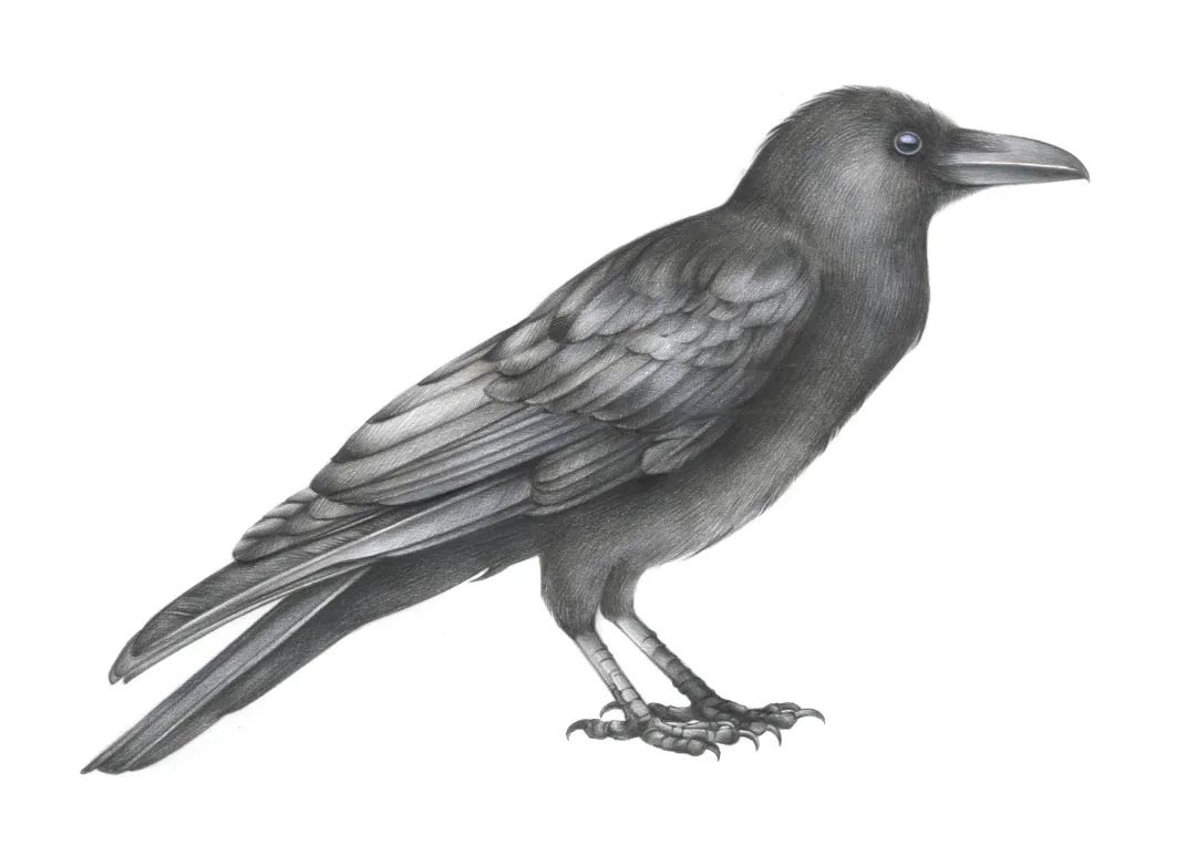 大雪节气到，乌鸦喜鹊抢果吃！柿子：我没惹你们任何鸟