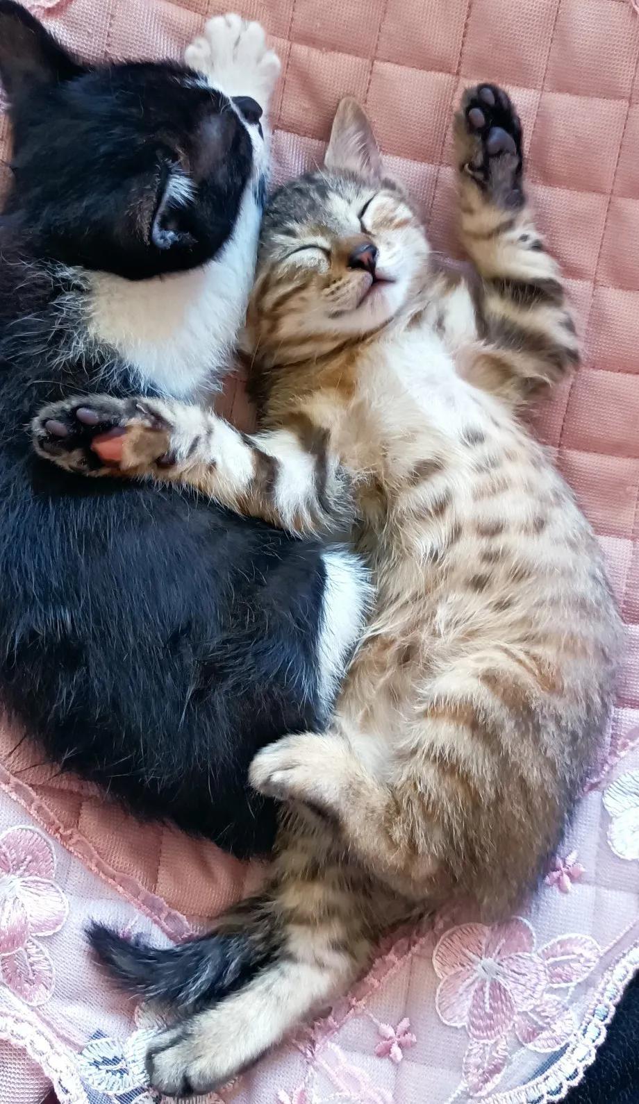 宠猫日志,宠猫日记小说